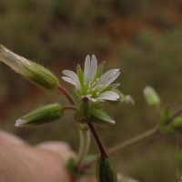 Cerastium fontanum Baumg.